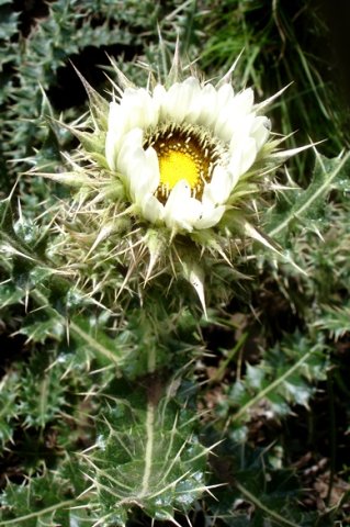 Berkheya cirsiifolia